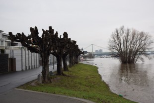 StEB Köln informieren zum Rheinwasserstand am 03.02.2021
